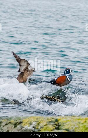 A pair of Harlequin ducks standing on rocks in the ocean surf. The brown female has her wings outstretched and the male is standing regally. Stock Photo