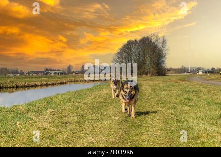 Sunset Dutch polder landscape with German Shepherd walking and looking at the camera with second dog blurred in the background against orange colored Stock Photo