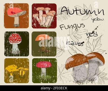 Vintage poster with autumn plants and fungis. Stock Photo