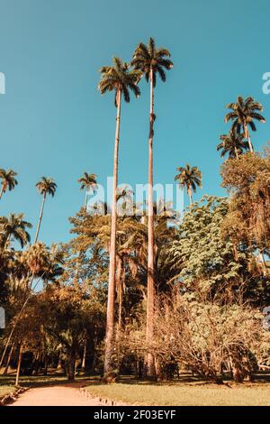 A vertical shot of beautiful palm trees in Rio de Janeiro Botanical Garden on a sunny day Stock Photo