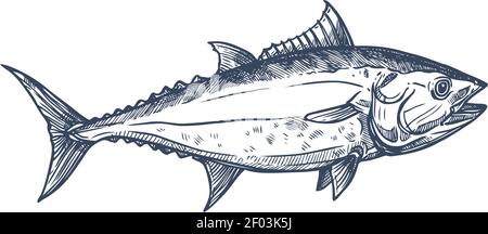Tuna predatory schooling fish isolated bluefin monochrome sketch. Vector fishing sport mascot, tunny underwater animal. Tribe Thunnini, Scombridae mac Stock Vector