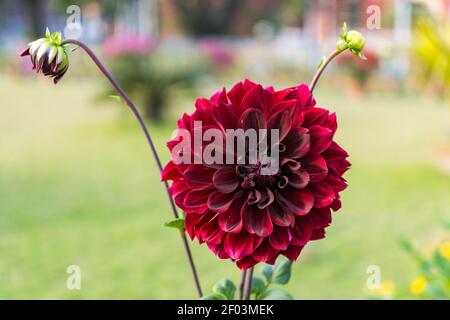 Burgundy dahlia flower and buds, growing in the garden. A close-up. Stock Photo