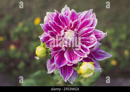 Pink and white dahlia flower and buds, growing in the garden. A close-up. Stock Photo