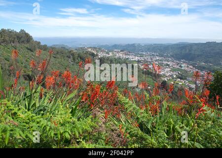 Aloe vera and mountain world of Gran Canary, Spain Stock Photo