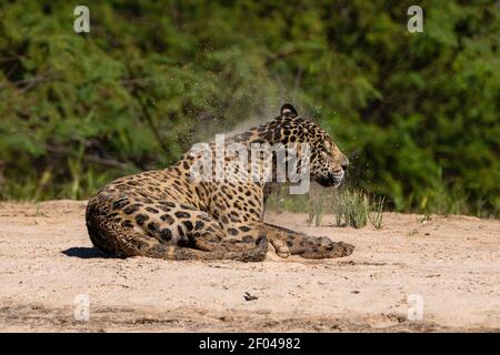 Jaguar (Panthera onca) on a sandy beach, Pantanal, Mato Grosso, Brazil. Stock Photo