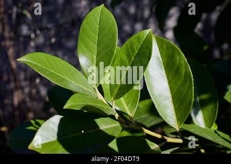 Branch with green healthy cherry laurel leaves Stock Photo