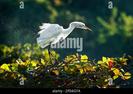 Great Egret - Ardea alba also common or large egret, great white egret or heron, widely distributed egret found in Asia, Africa, the Americas and Euro Stock Photo