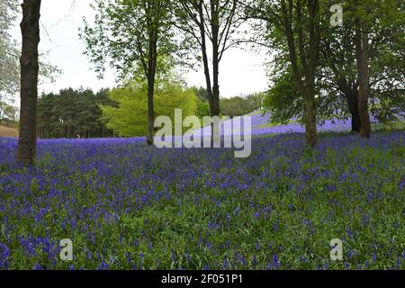 A carpet of bluebells in the Clent Hills in Clent Worcestershire England UK Stock Photo