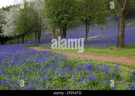 A carpet of bluebells in the Clent Hills in Clent Worcestershire England UK Stock Photo