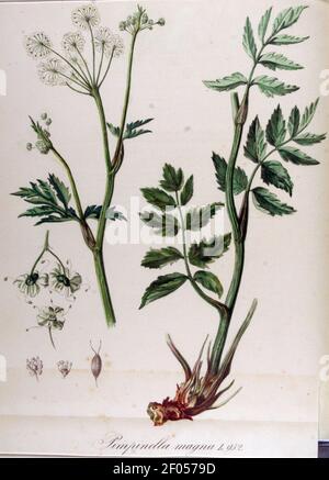 Pimpinella magna — Flora Batava — Volume v12. Stock Photo