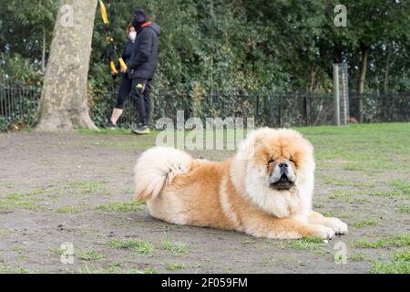 Cha cha chow hi res stock photography and images Alamy