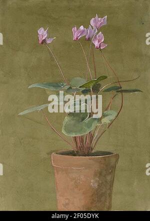 Pink Cyclamen by Fidelia Bridges. Stock Photo