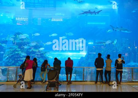 Tourists looking shark and fish in the Dubai Aquarium and Underwater Zoo in The Dubai Mall Tourist attraction inside shopping showing underwater world. Stock Photo