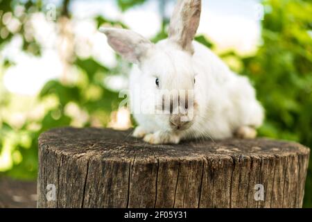 large adult frightened white rabbit sits on tree stump against background of green lawn. Hare in wild meadow gnaws look at camera in spring or summer Stock Photo