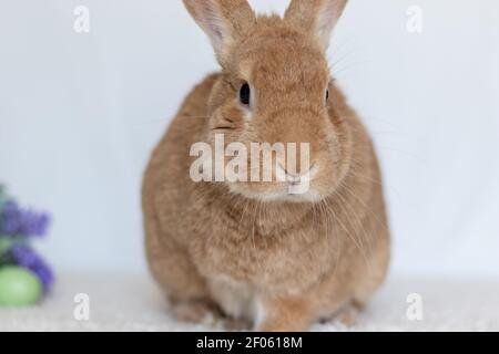 Rufus Rabbit closeup facing front for Easter Spring Pet Rabbit Stock Photo