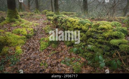Moss covered wall in misty woodland along Coniston Water's eastern shore Stock Photo