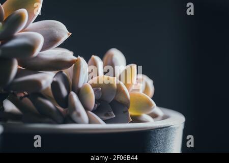 Small green Echeveria Elegants succulent potted plant placed on wooden surface in light place Stock Photo