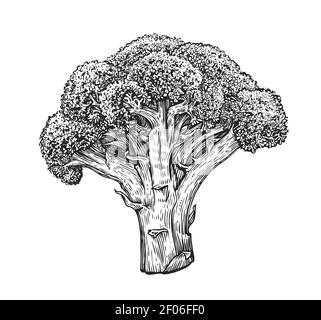 Broccoli in vintage engraving style. Healthy food sketch vector illustration Stock Vector