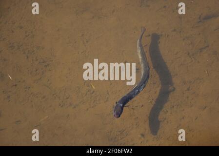 Eel swimming underwater in a clear stream. Stock Photo