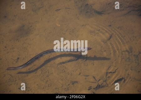 Freshwater eel in shallow clear water with a muddy bottom. Stock Photo