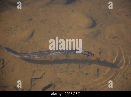 Swimming river eel in a clear shallow creek. Stock Photo