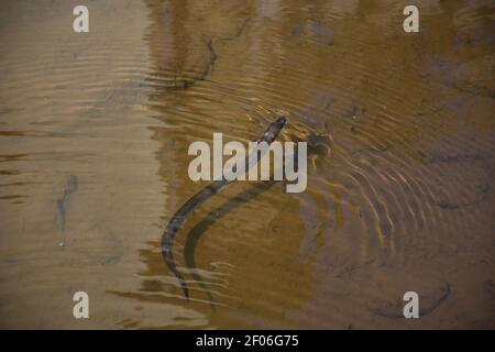 Eel swimming through the water in a shallow creek. Stock Photo