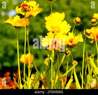 In italy dasy yellow flower field nature and spring Stock Photo