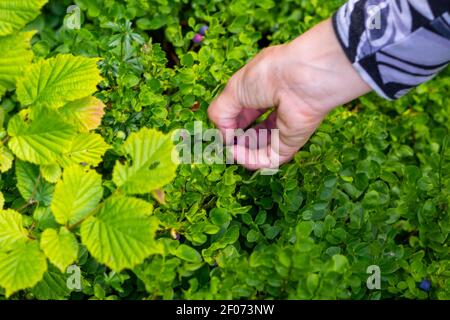 Close up of female hand picking blueberries Stock Photo