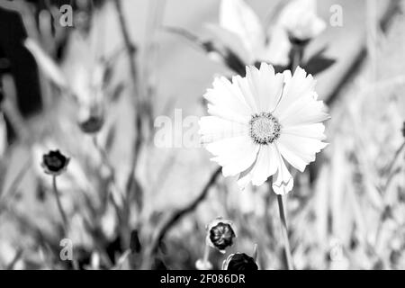 In italy dasy yellow flower field nature and spring Stock Photo