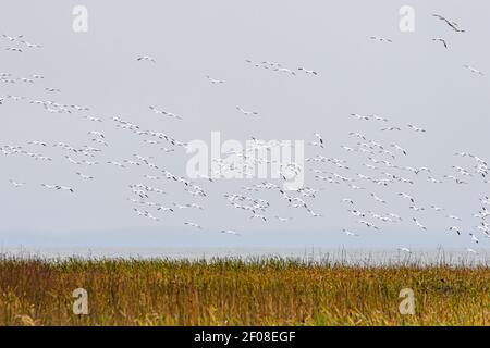 Lesser snow goose, Anser caerulescens, George C. Reifel Migratory Bird Sanctuary, Delta, British Columbia, Canada Stock Photo