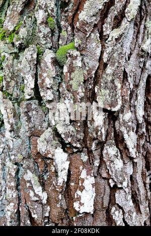 Natural texture of woody bark of a pine tree Stock Photo - Alamy