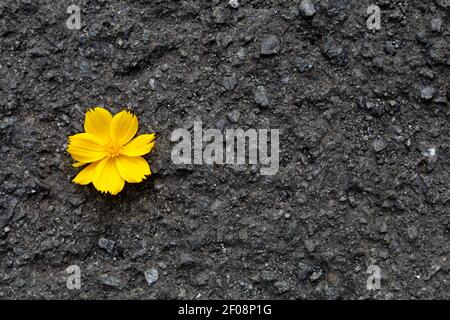 Yellow Flower on ashpalt photo concept Stock Photo