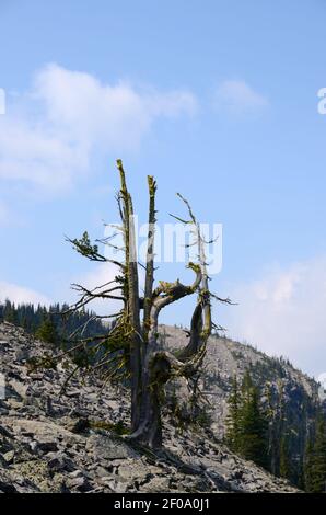 Ancient whitebark pine in a talus slope below Mount Henry. Kootenai National Forest, northwest Montana (Photo by Randy Beacham) Stock Photo