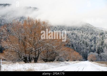 Willows line a road at the Kootenai National Wildlife Refuge in winter. Bonners Ferry, North Idaho. (Photo by Randy Beacham) Stock Photo