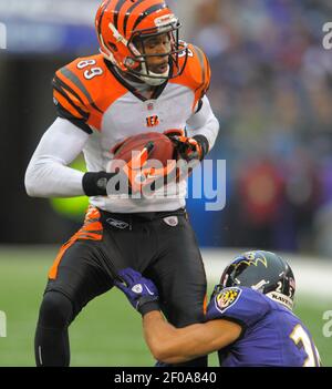 Cincinnati Bengals Jerome Simpson makes a touchdown against the Seattle  Seahawks in the first half of an NFL football game, Sunday, Oct. 30, 2011,  in Seattle. (AP Photo/Ted S. Warren Stock Photo 