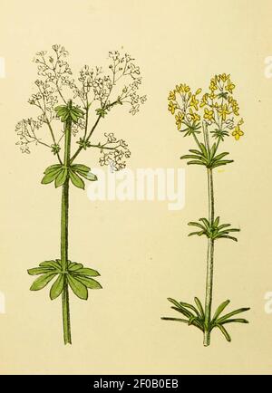 Plantenschat1898 194 92 Galium erectum. Galium verum. Stock Photo