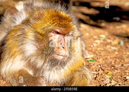 Bush monkey in africa morocco and natural background fauna close up Stock Photo