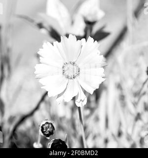 In italy dasy yellow flower field nature and spring Stock Photo