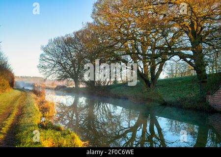 Oak trees along the Oxford canal on a february morning at sunrise. Upper Heyford, Oxfordshire, England Stock Photo