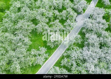 beautiful garden scenery of blooming apple trees from aerial drone view Stock Photo