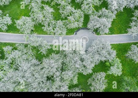 grey cobblestone footpath among blooming apple trees in spring orchard Stock Photo