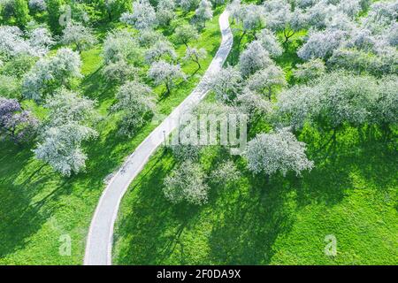 spring sunny day in park. apple trees in full blossom, view from above. Stock Photo