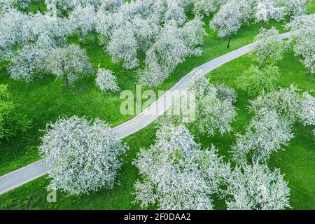 walking path among blooming apple trees in garden. aerial view of apple orchard