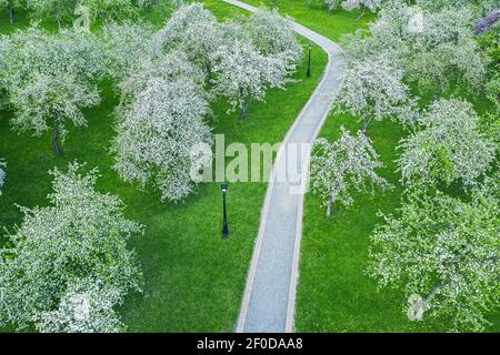 winding footpath passes through blossoming apple orchard. spring scenery, aerial view. Stock Photo