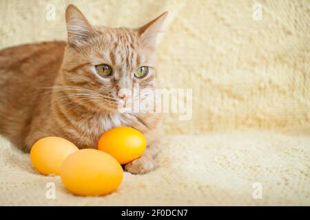 funny fat ginger cat holding orange painted eggs for easter Stock Photo