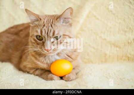 funny fat ginger cat holding orange painted eggs for easter Stock Photo