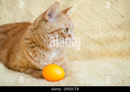 funny fat ginger cat holding orange painted eggs for easter Stock Photo