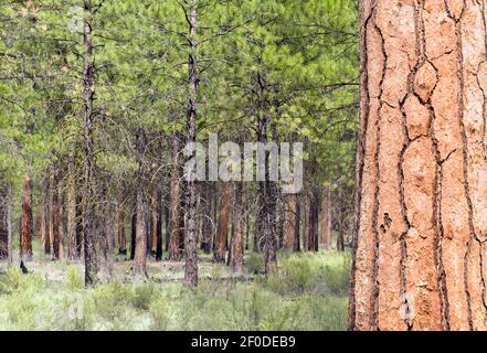 Beautiful Stand of Trees Bend Oregon Deschutes County Stock Photo
