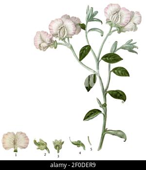 Podalyria argentea (Paradisus Londinensis 7).