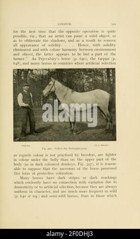 Points of the horse (Page 329) Stock Photo
